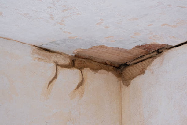 Best Mold removal after water damage  in Rushford, MN