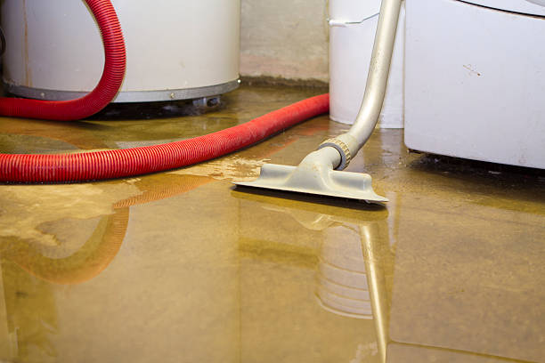 Best Flood restoration services  in Rushford, MN