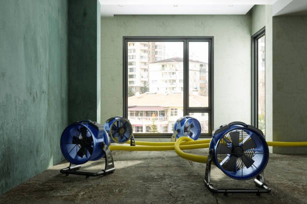Best Water damage restoration near me  in Rushford, MN